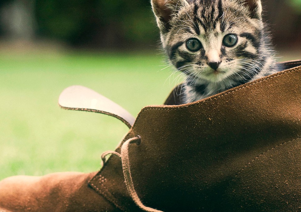 Um gato dentro de um sapato
