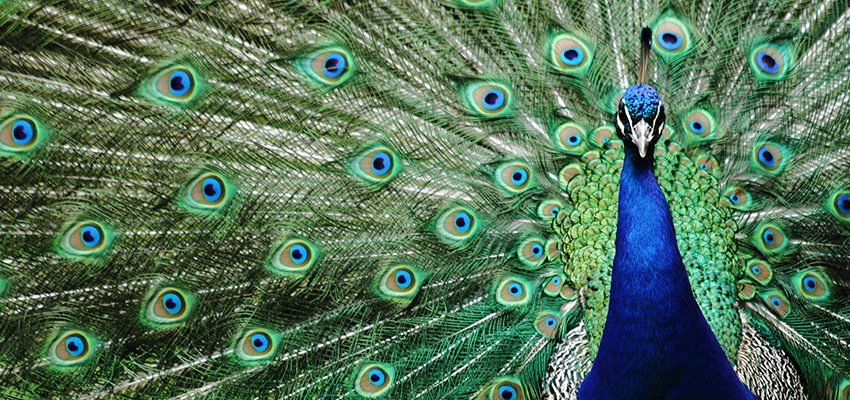 Pavão com a cauda aberta