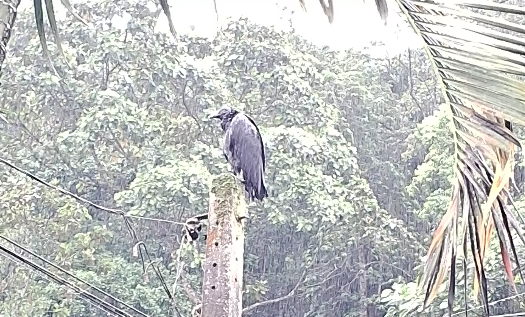 Um urubu no alto de um poste